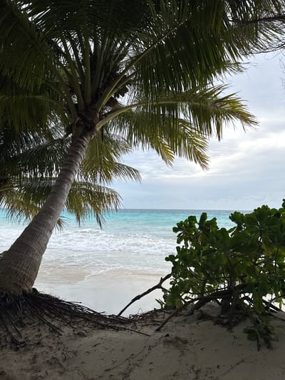 In Dhigurah, Maldives, a tranquil beach scene unfolds under an overcast sky. A leaning palm tree dominates the left side of the frame, its weathered trunk and exposed roots anchoring it in the sandy shore. Lush green foliage from a low-lying bush frames the right side of the image, its branches extending towards the turquoise ocean. Gentle waves wash ashore, creating a frothy white border between the sand and the sea. The horizon is a soft blend of blue water and pale, cloudy sky, creating a serene and natural vista.