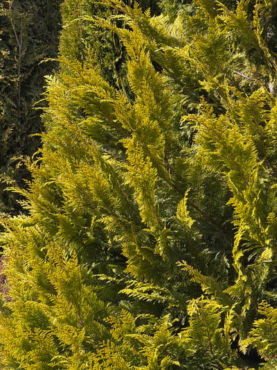 The image displays a close-up view of vibrant yellow-green evergreen foliage, consistent with a coniferous species such as Thuja or Chamaecyparis. Strong natural sunlight illuminates the front and upper sections of the foliage, creating pronounced highlights and casting shadows within the dense, scale-like leaves. Darker green evergreen foliage is visible in the background, particularly on the left side of the frame. No individuals, animals, or man-made objects are present. The scene is an outdoor natural environment located in Murzasichle, Poland.