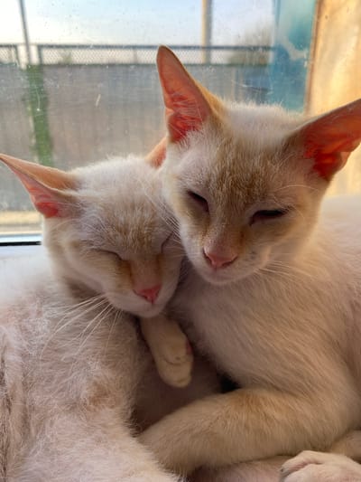 Two pale-colored cats are closely intertwined, likely asleep. Their fur is predominantly white with light tan points on their ears and faces. One cat rests its head on the other's body. They are positioned near a window with visible outdoor scenery. There is no information to suggest the photo was taken in Oblivskaya, Russia.