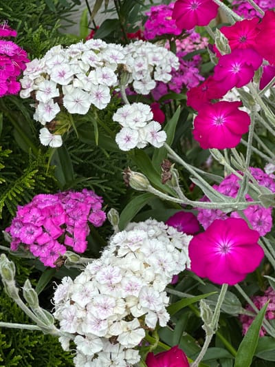 The image depicts a dense arrangement of flowering plants, primarily white and fuchsia dianthus. The white flowers have delicate pink veining in their petals, while the fuchsia flowers are a solid, vibrant hue. Some of the fuchsia flowers are larger and more prominent, with five distinct petals. The foliage is a lush green, with some finer, needle-like leaves visible. The overall scene suggests a garden or a natural setting. There are no people or structures visible, and no indication of any specific location within Novogorbovo, Russia. The focus is entirely on the floral display, highlighting the textures and colors of the flowers and greenery.