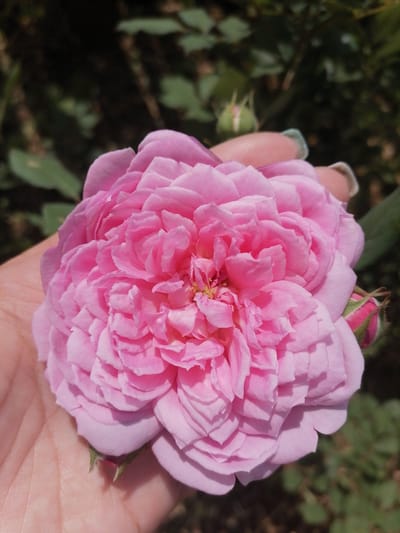 A close-up shot shows a vibrant pink rose held in a person's hand. The rose is fully bloomed, with numerous delicate petals arranged in a layered, ruffled pattern. The center of the rose has a slight yellow hue. The hand supporting the rose appears to have light skin and the fingernails are painted with a light blue polish. To the right of the main rose, a rose bud is visible, its sepals partially open. The background is softly blurred, showing green foliage and darker shadows, suggesting an outdoor setting. The lighting indicates it is daytime, likely sunny, as evidenced by the shadows and highlights on the petals. The overall scene evokes a sense of natural beauty and delicate appreciation.
