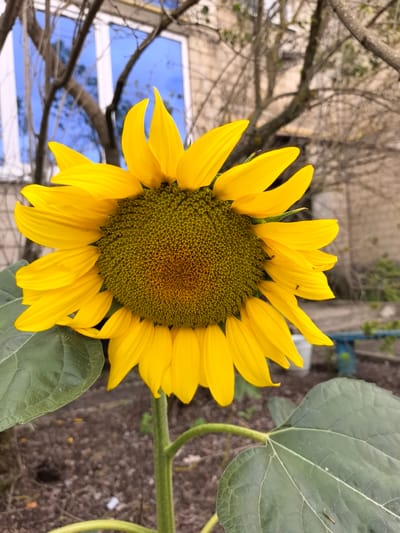 In Veshenskaya, Russia, a vibrant sunflower stands tall against a backdrop of a building with reflective windows, bare tree branches, and a blue bench. The sunflower's bright yellow petals radiate outwards from its dark center, and its large green leaves are clearly visible. The ground below is covered in dirt and scattered debris. A few small insects are visible on the sunflower petals. The overall scene captures the beauty of nature within an urban setting.