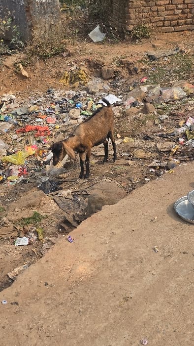 A brown goat lies amidst scattered trash and debris. Its body is oriented parallel to a concrete slab. A silver bowl sits on the edge of the slab. The scene is cluttered with plastic bags, wrappers, and general refuse. A brick structure is visible in the background near a patch of sparse vegetation. The overall impression is one of environmental neglect.