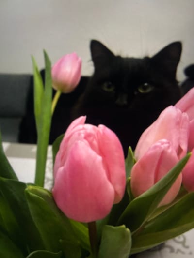 A black cat peers from behind a bouquet of pink tulips. The cat's face is partially obscured, but its eyes and ears are visible. The tulips are the primary focus, with large, soft pink petals and green leaves. The background is out of focus, showing hints of a white wall and possibly a piece of furniture. The lighting emphasizes the colors of the flowers and the cat's dark fur.