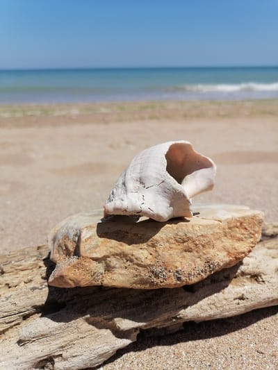 A close-up, eye-level shot depicts a weathered piece of driftwood on a sandy beach, topped by a broken seashell and a rough, light-brown rock. The driftwood, oriented horizontally, shows distinct grain patterns and is covered in fine sand. Resting on the driftwood is a large, jagged rock, its surface textured with small pits and embedded sand grains. Atop the rock sits a fragmented seashell, creamy white with pinkish interior hues, its opening facing the viewer.

The background reveals a serene seascape with calm, turquoise ocean waters meeting a pale sand beach under a clear, bright blue sky. The horizon line is sharp, separating the water from the sky. The overall impression is one of natural tranquility. This scene is located in Durankulak, Bulgaria.