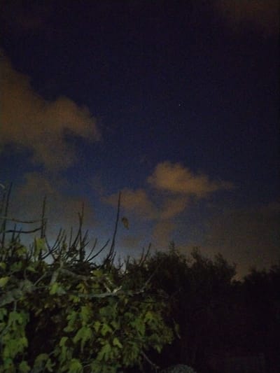 A night scene depicts lush green foliage in the foreground contrasting with a dimly lit sky. The sky displays wispy clouds, illuminated by faint light, against a deep blue backdrop. A single, small star is visible in the upper portion of the frame. The scene evokes a sense of calm and tranquility. The lower right corner appears to fade into deeper darkness, suggesting dense vegetation.