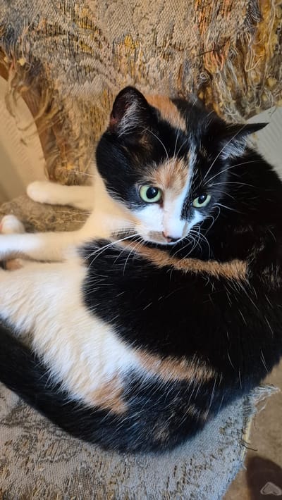 A calico cat with green eyes is resting on a chair. The cat is mostly black and white with patches of orange and brown on its head and body. The chair appears to be upholstered in a textured fabric that is worn and frayed in some areas. The background is out of focus, but appears to be an indoor setting. The image was taken in Miltenberg, Germany.