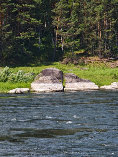 The image depicts a wide, dark blue river flowing in the foreground, with gentle ripples and occasional small whitecaps indicating movement. The riverbank is lined with lush green grass, interspersed with clusters of white-flowering shrubs. Several large, weathered rocks are partially submerged or jutting out of the water along the bank, with one particularly prominent formation consisting of two conjoined, rounded boulders. Behind the bank, a dense forest of tall pine and birch trees rises, their green foliage creating a dark, textured backdrop. Fallen branches and dried trees are visible on the forest floor and lower slopes, suggesting a natural, wild environment. The lighting suggests a bright, sunny day, casting shadows within the forest and highlighting the textures of the rocks and water. This scene is characteristic of the natural landscape found near Porog, Russia, a settlement known for its proximity to the Belaya River and its surrounding forests.