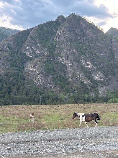The image depicts a mountainous landscape in Elanda, Russia. A large, rocky mountain dominates the left side of the frame, its surface covered with sparse vegetation. The sky is partially cloudy.
On the right side, a gravel road runs alongside a field of grass. Two horses are visible in the field: one is a larger, piebald horse standing and grazing, and the other appears to be a foal, running. An overhead power line is visible, running parallel with the tree-line and field.