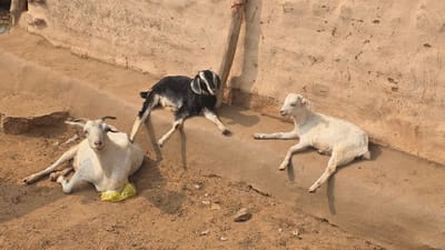 Three goats rest in a dirt area against a weathered wall. A light-colored goat lies on the ground, near a discarded plastic bag. A black and white goat stretches out with its legs splayed, while a smaller, white goat reclines with its legs extended in a similar fashion. The goats cast shadows on the ground, illuminated by sunlight.