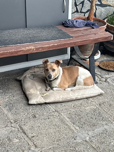 A medium-sized dog with tan and white fur rests curled up on a light-colored cushion. The dog wears a black collar and is looking directly at the camera. The setting appears to be outdoors, possibly in Novo Zhelezare, Bulgaria, based on the location. The ground is paved with gray stone tiles. To the left of the dog are a wooden structure and a section of gray siding. In the background, there's a potted plant and a metal barrel containing material that might be food.