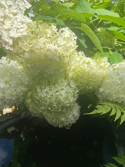 The image shows a close-up view of a cluster of white hydrangeas in full bloom, interspersed with vibrant green leaves. The flowers are dense and full, with many small petals forming large, rounded inflorescences. A frond of fern with delicate, serrated leaflets is visible in the lower right corner, adding a contrasting texture and color. The background is dark and out of focus, with a hint of a dark surface below, possibly water or a dark planter, reflecting some light and greenery. The scene suggests an outdoor setting, likely a garden or park. The location is identified as Khokholsky, Russia, though there are no specific landmarks to confirm this within the image itself. There are no people or actions depicted in the image.