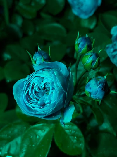 A close-up, low-angle shot captures a teal-colored rose in full bloom, its petals tightly furled in the center and unfurling outwards. Water droplets dot the petals and the surrounding dark green leaves, suggesting recent rain or dew. Several rosebuds, also in shades of teal and blue, are visible in various stages of development, some tightly closed and others just beginning to open. The background is a blur of dark green foliage, creating a moody and atmospheric effect. The image does not contain any identifiable landmarks or context that would indicate a specific location within Chermen, Russia.