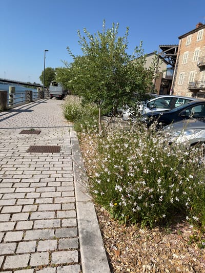 This is a vertical, eye-level, medium shot of a walkway paved with rectangular stones. The walkway runs diagonally from the bottom right corner towards the upper left. To the left of the walkway is a garden bed with a low stone border, filled with wood chips and small, white, delicate flowers. Behind the garden bed, a large tree with green leaves is visible, its branches extending into the frame.

Beyond the tree, a building with a stone facade and numerous windows with white shutters stands to the left. A dark, angled wooden structure is attached to the building, possibly part of a balcony or overhang. Two cars, one silver and one a darker color, are parked along the side of the road behind the garden bed and in front of the building.

Further to the left, a body of water, likely a river or lake, is visible under a clear blue sky. A railing made of metal bars and stone pillars lines the edge of the walkway near the water. A lamppost stands on the walkway. In the distance, the outline of more buildings and trees can be seen.

The scene appears to be set during the day, with bright sunlight casting shadows. The weather seems clear and sunny. The setting suggests an outdoor urban or semi-urban environment, possibly a waterfront promenade. No people are visible in the image. There is a license plate visible on the back of the white vehicle, but the text is too blurry to read. There are also two dark metal grates embedded in the walkway.