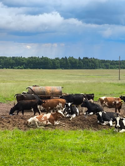 A herd of black and white and brown and white cows are gathered in a muddy pen in front of a large, rusted cylindrical tank. The cows are of various ages and sizes, with some standing and others lying down. The pen is surrounded by green grass and a forest of trees is visible in the background, with a power line pole to the right. The sky is cloudy and blue.