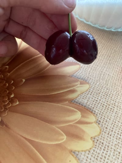 A hand is holding two dark red cherries, which appear to be fused together at the stem. The cherries are shiny and appear ripe. The background is a textured surface, possibly a tablecloth, with a floral pattern. A blurred white object, possibly a bowl of sugar, is visible in the upper right corner. The image does not contain any information that would allow for its location in Miriantsi, Bulgaria.