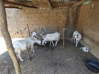 The image shows six white sheep with black markings,  inside a small, walled enclosure with a corrugated metal roof. The enclosure appears to be part of a larger building or compound. The floor of the enclosure is covered in a layer of loose, gray gravel. One sheep lies on its side, while the other five stand. Some sheep are eating from a small pile of food in the foreground. The enclosure has several wooden posts for support and a large tree trunk that runs vertically along the left side of the image. The enclosure is located in Bajoga, Nigeria (latitude: 10.852, longitude: 11.426). There are no people present in the image.