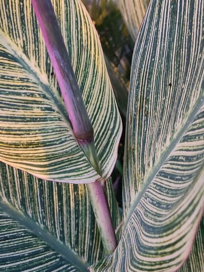 The image displays a close-up view of variegated canna lily leaves. The leaves exhibit a striking pattern of alternating green and creamy yellow stripes that run lengthwise. A thick, purplish stem or petiole is visible in the center, connecting the leaves. The lighting suggests an outdoor setting, possibly a garden, with some areas of shadow and highlight on the foliage. The background is blurred and dark, with hints of green foliage, indicating the plant is part of a larger grouping. The scene is static and focuses solely on the intricate patterns and textures of the plant's leaves.