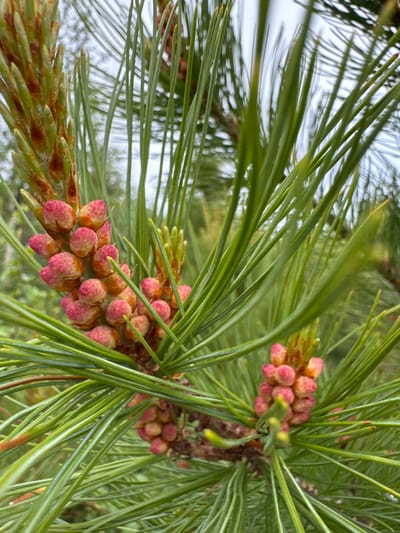 A close-up, eye-level, outdoor shot showcases clusters of pinkish-red pine cones nestled amongst long, vibrant green pine needles. The background is blurred, suggesting a natural, wooded environment. The focus is sharp on the pine cones and needles in the foreground, with the overcast sky faintly visible through the foliage. No people or specific structures are present, and no particular actions are being depicted. The image is a detailed observation of a natural element, likely a pine tree in a park or forest setting.