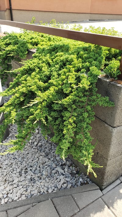 This image depicts an outdoor scene in Vyšné Nemecké, Slovakia, focusing on landscaping features. In the foreground, a dense, green shrub, likely a juniper, cascades over a textured concrete retaining wall. The base of the shrub is surrounded by a layer of light grey gravel. Adjacent to the gravel and wall, interlocking grey paving stones form a pathway or patio area, with a darker grey border strip. The retaining wall is constructed from stacked, large, rectangular concrete blocks with a rough, granular surface. Behind the wall and shrub, a brown horizontal rail or fence is visible, supported by posts that are partially obscured. The background reveals the lower portion of a building facade, painted in a warm, peachy-orange color, with a section of a dark gutter visible. The overall impression is of a well-maintained garden or yard area, likely residential or commercial, bathed in sunlight, as indicated by the shadows cast. No people are present in the image.