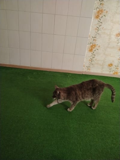 An adult, gray tabby cat with white paws and a white chest is walking on a green carpeted floor. The cat is in the lower right quadrant of the image, facing left with its head slightly down. Its body is elongated, and its tail is curved upwards. The green carpet resembles artificial turf and covers the majority of the floor. In the background, a wall with white square tiles is visible on the left, and a section of wallpaper with a floral pattern in shades of yellow and green is on the right. A wooden baseboard runs along the bottom of the wall. The scene appears to be indoors, possibly in a residential setting or a pet-friendly establishment in Kalinkavichy, Belarus.