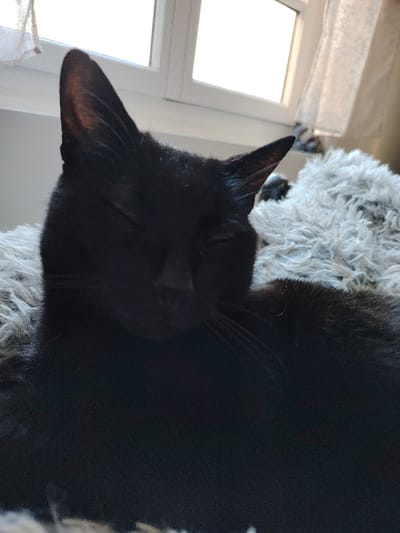 A black domestic cat is depicted resting indoors in the city of Avignon, France. The feline, with its eyes closed, is lying on a light grey, fluffy textured surface, likely a pet bed or blanket. Its head is slightly angled towards the viewer's left. Prominent, erect ears and fine whiskers on the right side of its muzzle are visible. A multi-pane window, brightly illuminated, forms the background, partially obscured on the right by a sheer, light-colored curtain. The scene is lit by ambient natural light from the window.