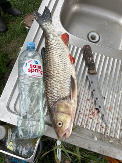 A dead fish lies on a metal sink next to a bottle of Saint Spring water and a knife. The fish is grey and silver with red fins. The knife has a wooden handle and a metal blade. The sink is dirty and appears to be outdoors. There is grass around the sink. There are also some other plastic bottles in a metal tray below the sink. The location is the city of Verkhneye Kazachye, Russia.