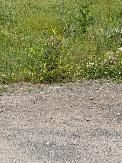 The image shows a roadside scene in Nogir, Russia, with a gravelly ground in the foreground and lush green vegetation in the background. The vegetation consists of tall grasses, with scattered wildflowers, including yellow clusters of flowers and small purple and pink blossoms. Some of these wildflowers appear to be clover. The ground is covered in a mixture of dirt and small grey stones, with some larger pebbles and a few pieces of dried vegetation. The overall impression is that of a natural, slightly unkempt area bordering a pathway or road. There are no people or man-made structures immediately visible.