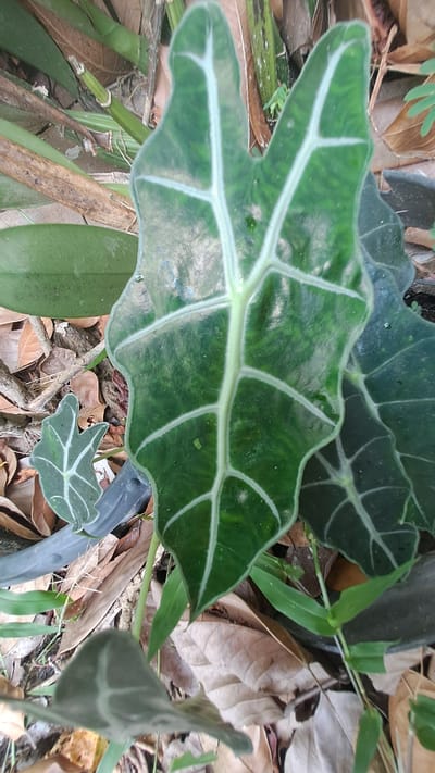 The image shows a close-up view of Alocasia leaves, commonly known as elephant ears, in what appears to be an outdoor setting. The leaves are a deep green with prominent, lighter green veins, creating a striking contrast. Some leaves are partially obscured by others, and the ground beneath is covered in dry leaves and debris, suggesting an environment in Meunasahmeucap, Indonesia. There are no people visible in the image. The focus is entirely on the plant life and its immediate surroundings.