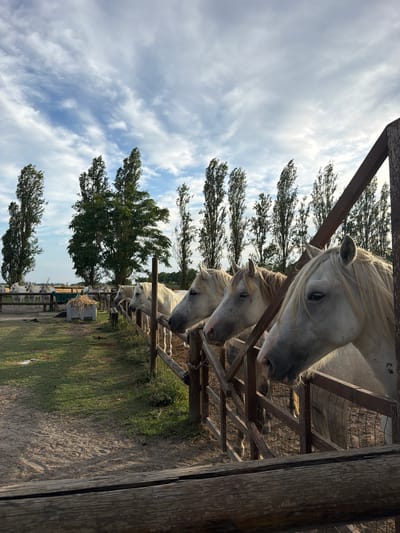 A group of white horses are standing in a fenced enclosure in a rural setting. The horses are looking towards the right side of the frame, with their heads over a wooden fence. In the background, there are tall trees and a blue sky with white clouds. The ground is covered in dirt and grass. There is a hay feeder in the middle ground. The scene appears to be in a farm or equestrian facility. The location is in the city of Comacchio, Italy.