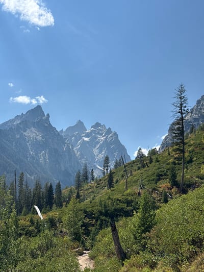 The image displays a mountainous landscape under a clear, bright blue sky with sparse white cumulus clouds. Dominating the background are several rugged, grey-blue mountain peaks, some exhibiting patches of white snow or ice. The midground and foreground consist of a steep, vegetated slope that ascends from the lower left towards the upper right. This slope is covered in dense green shrubs and a mix of live coniferous trees. Interspersed among the live vegetation are numerous bare, dark brown to black tree trunks and skeletal branches, indicative of a past fire. A prominent fallen, bleached log rests horizontally in the lower-left midground. A narrow, light-colored dirt trail winds uphill through the dense foliage in the lower-center of the frame. No individuals, animals, or man-made structures are present within the scene. The location is Jenny Lake, United States.