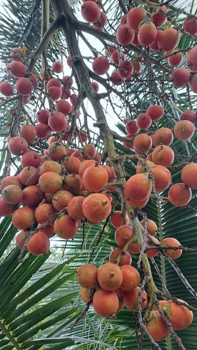 A cluster of ripe, orange-red palm fruits hangs from a tree branch against a blurred background of green palm fronds and a pale sky. The fruits are round to oval-shaped, with some showing faint speckles and a small stem remnant at their apex. The branches are rough and textured, with some dried foliage still attached. The image appears to be taken outdoors, likely in a tropical or subtropical environment. The specific location in Kruengjuli Barat, Indonesia, suggests a natural setting, possibly a garden or a grove.