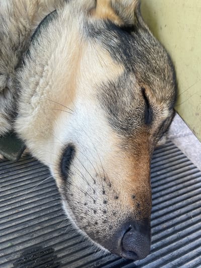 A dog sleeps on a ribbed surface in Ivankovychi, Ukraine. The dog, with fur in shades of brown, black, and cream, rests its head on its side. Its eyes are closed, and its snout is partially visible. A dark collar is around its neck. The ribbed surface appears to be outdoors, possibly part of a bench or a truck bed, with some debris and moisture present. A yellow object is visible behind the dog, suggesting an urban or suburban setting.
