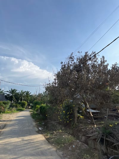 The image depicts a dusty, unpaved road in what appears to be a rural area, possibly Landuh, Indonesia, given the presence of palm trees. The road is flanked by dense vegetation and a few scattered structures. In the foreground, a dry, leafless tree with visible branches dominates the right side of the frame, its dried leaves forming a thick canopy. Yellow flowers are visible among the foliage of a bush on the left side of the road, near the base of the tree. Power lines are strung overhead, crossing the sky. The sky itself is a clear blue, with a few wispy clouds and a larger, cumulus cloud formation on the left. The overall impression is one of a somewhat neglected and overgrown landscape under a bright sky.