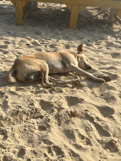 The image displays a light-tan, medium-sized dog lying on rippled, light-colored sand under direct sunlight. The dog is positioned horizontally across the frame, appearing to be asleep or resting, with its eyes closed and its body stretched out. Its front legs are extended forward, and its hind legs are extended backward. The fur is short and uniform in color. In the upper background, the lower sections of a yellow-painted wooden structure are visible, consistent with a table or bench. The sand shows distinct shadows and textures, indicating a bright outdoor setting. The environment is consistent with a sandy area such as a beach or riverbank. The specific location within Bhagatwadi, India, cannot be determined solely from the visual information provided.