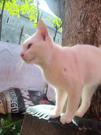 A white cat stands on a dark gray plastic object with a ridged surface, next to a tree trunk with rough brown bark. The cat faces left, with its whiskers visible. A large black and brown bag labeled "ISI REG..." is behind the plastic object. In the background, there is a building, green foliage, and bright sunlight. The location is Triengmatangubi, Indonesia.