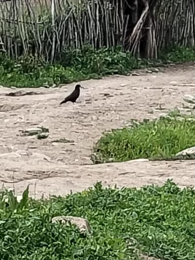 A dark-colored bird stands on a dirt path, facing left. The bird is silhouetted against a light-colored ground. In the background, a dense growth of green vegetation is visible, with vertical wooden structures behind it. The path is composed of small stones and dirt. The scene appears to be an outdoor environment, possibly a rural or park-like setting.