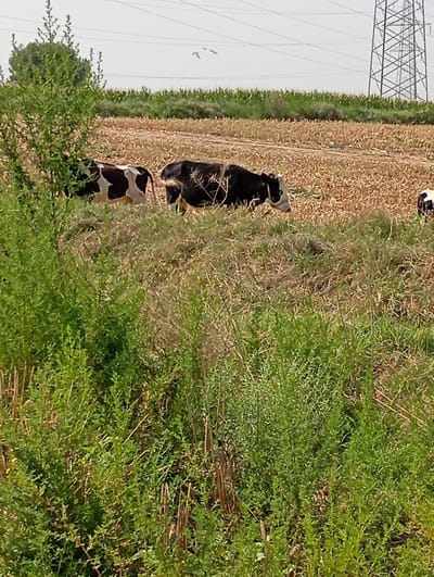 In a rural, outdoor scene, three cows are visible in a field. The cow on the left is predominantly black with white markings on its torso and face. The cow in the center is also black and white. The third cow, partially visible on the right, is black and white. The ground appears to be a mix of dry, light brown stalks and green vegetation. In the background, a sparse green tree is situated to the left, and a power line tower with overhead wires stretches across the horizon. The sky is overcast and light-colored. The overall setting suggests a farm or agricultural area.