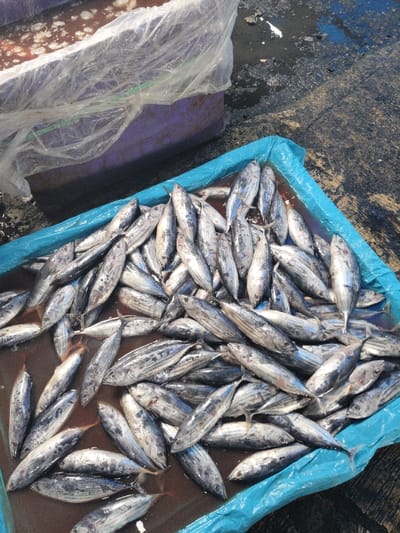 A bin overflowing with small, silvery tuna fish dominates the frame. The fish are tightly packed, likely immersed in liquid. A blue, plastic lining contains the pile. Adjacent to this bin, another container, covered in plastic wrap, also holds unknown contents. The background shows a wet, grey surface, possibly a loading dock or market floor.