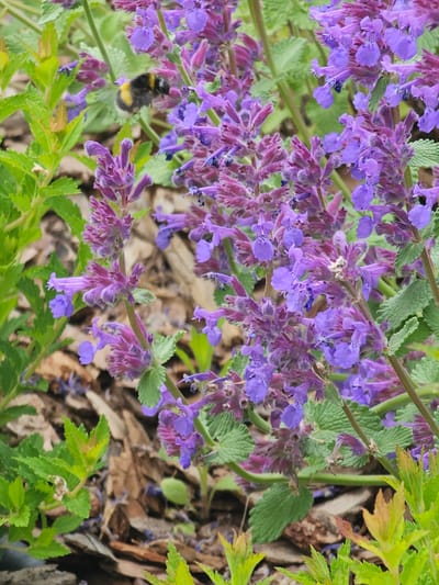 The image presents a close-up view of a flowering plant adorned with numerous vibrant purple to lavender blooms, likely a species of Catmint (Nepeta) or Salvia. The small, tubular flowers are arranged in dense clusters along upright spikes, exhibiting delicate structures and subtle variations in their purple hues, with some parts appearing more reddish-purple and fuzzy.
Interspersed among the flowers are the plant's green, ovate, and slightly serrated leaves, providing a verdant backdrop. A bumblebee, distinguished by its characteristic fuzzy black and yellow banded body, is visible on the left side of the frame, actively engaging with one of the purple flowers, suggesting it is foraging for nectar or pollen.
The background is softly blurred, revealing additional green foliage and patches of brown, dried leaves or organic material on the ground, indicative of a natural outdoor setting such as a garden. The lighting suggests it is daytime, with bright and clear conditions illuminating the scene. The image captures a moment of natural activity and beauty, potentially in the Березка Снт (красногорский Р-н), Russia. There is no visible text in the media file.