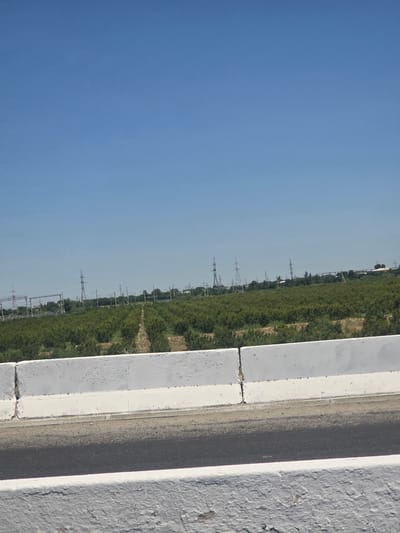 The image captures a landscape scene dominated by a clear blue sky. In the foreground, a white concrete barrier runs horizontally across the frame, separating a paved surface from a field. Beyond the barrier, a vast expanse of lush green vegetation stretches towards the horizon. Tall, slender electrical pylons are visible in the middle ground, interspersed with trees and other structures. The overall impression is one of an agricultural or semi-industrial area under a bright, sunny sky. Based on the context provided, this scene is located in the city of Kogon, Uzbekistan.