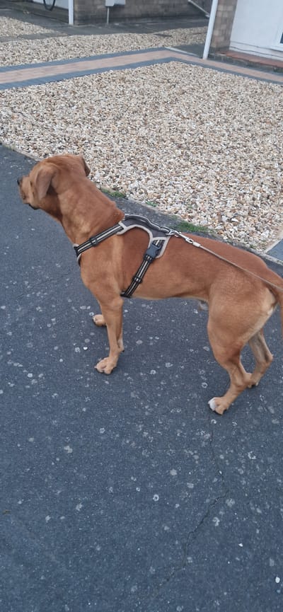 An adult brown dog wearing a black harness is standing on an asphalt path. The dog is facing to the left of the frame, with its head turned slightly towards the viewer. The dog's body is mostly visible, with its legs and tail also in view. The path is dark gray and appears to be cracked in places. Behind the dog, there is a section of gravel with a decorative border of bricks. In the background, a building with white siding and brick accents is visible. The scene appears to be in an outdoor urban setting.