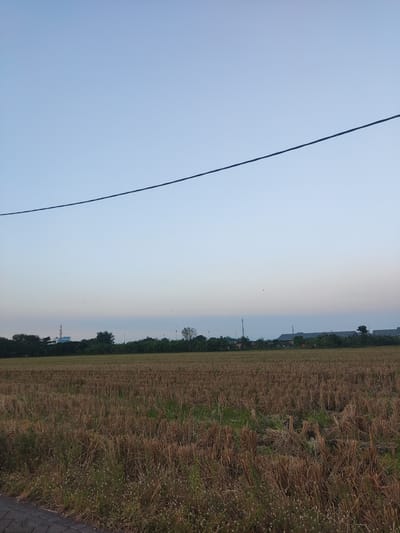 The image depicts a rural landscape in Sukorejo, Indonesia, under a clear, pale blue sky. A single black wire stretches horizontally across the upper portion of the frame. In the foreground, a field of dry, harvested rice stalks, predominantly brown and straw-colored, covers the majority of the lower half of the image. Some patches of green grass and small white wildflowers are visible at the very bottom edge of the field. Beyond the harvested field, a line of green trees and vegetation forms a distant treeline. Several structures are visible within and behind this treeline, including a tall communication tower with a white top, buildings with dark roofs, and what appears to be a green-domed building, possibly a mosque. The overall impression is that of a quiet, agricultural setting in the late afternoon or early morning, given the soft light and the color of the sky. There are no people or animals visible in the scene.