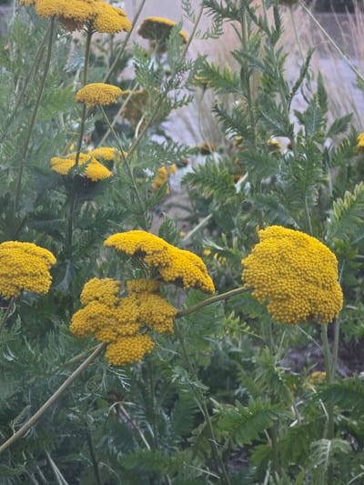 The image shows a close-up view of yellow yarrow flowers with their characteristic flat-topped clusters of tiny blossoms. The flowers are in focus and dominate the foreground, with their stems and green, feathery leaves filling the frame. The background is softly blurred, suggesting a natural setting. No people, actions, or interactions are visible. The location is not discernible from the image itself.