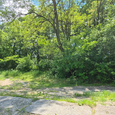 The image depicts an outdoor scene with abundant greenery. In the foreground, there are several flat, gray concrete slabs with visible gravel and scattered green sprouts. Beyond the concrete, a dirt path curves to the left, bordered by lush green grass and various leafy plants. The background is dominated by a dense forest with trees and undergrowth, their leaves illuminated by sunlight. The sky is visible in patches through the canopy, appearing blue with some white clouds. The location is identified as Pylypcha, Ukraine. There are no people or animals visible in the image.