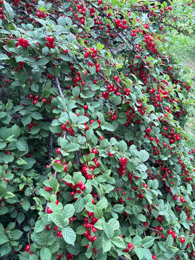 The image shows a dense bush filled with bright red cherries and green leaves. The bush appears to be growing outdoors, likely in a natural setting or a garden, as suggested by the blurred green foliage in the background, which could indicate other plants or trees. The cherries are small, round, and clustered together on thin branches, many of them partially obscured by the lush green leaves. The overall impression is one of abundance and ripeness. The scene is devoid of any human presence or activity. There are no visible landmarks or architectural elements that would help pinpoint a specific location within Siniy Gay, Russia, beyond the general impression of a temperate outdoor environment where such a bush would thrive.