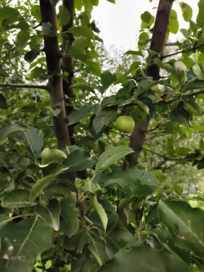 A single, small, unripe green apple hangs from a branch of an apple tree, surrounded by lush green leaves. The branches of the tree are dark brown and extend upwards and outwards, creating a dense canopy. The background is a blur of green foliage and a bright, overcast sky. There are water droplets visible on some of the leaves, suggesting it may have recently rained. The image appears to have been taken outdoors in a natural setting, likely a garden or orchard. The image does not depict any people or urban elements, and therefore specific location details within Гвардейский, Kazakhstan, cannot be determined from the visual information alone.