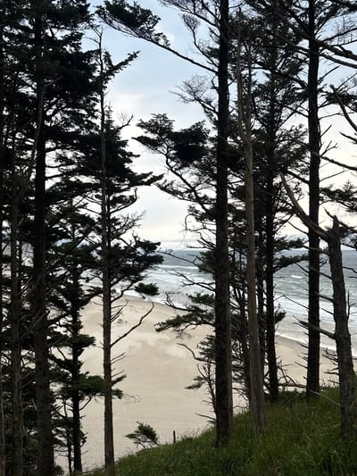 This image captures a view of the beach at Arch Cape, Oregon, United States, framed by the dark silhouettes of evergreen trees. The sandy beach stretches out towards the ocean, where waves are visible breaking. In the distance, a few small figures can be seen on the sand, and there is a light-colored dome-shaped tent set up on the beach. The sky is overcast, contributing to the subdued lighting of the scene. The foreground is dominated by the dense evergreen forest, with tall trees and their branches creating a natural frame for the coastal landscape beyond. Some of the trees appear to be dead or decaying, with bare branches. The ground in the immediate foreground is covered in lush green grass.