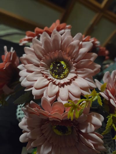 The image shows a close-up view of artificial flowers, likely daisies or gerberas, with pale pink petals and dark centers. Some greenery is interspersed among the flowers. The background is dark and blurry, but a mirrored surface reflecting wooden frames is partially visible in the upper left corner. The environment appears to be indoors. There is no evidence to connect the image to Tompsan, Bulgaria.