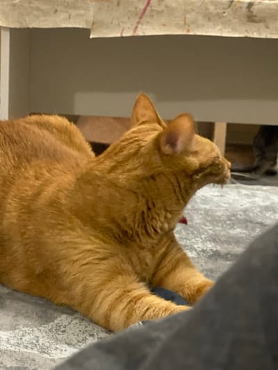 An orange domestic cat is depicted indoors, lying on a grey, subtly textured surface, likely a rug or blanket. The cat is oriented in profile, facing right, with its mouth wide open in an apparent yawn, revealing both upper and lower teeth and a pink tongue. A red collar is visible around its neck. In the blurred background, beneath a light-colored furniture piece (possibly the underside of a table or shelf with faint colored marks on its edge), a second domestic cat, a grey tabby, is partially visible. A dark, out-of-focus object, possibly a human leg or clothing, occupies the lower right foreground. The image provides no visual cues to confirm the geographical location as Inkerman, Ukraine.